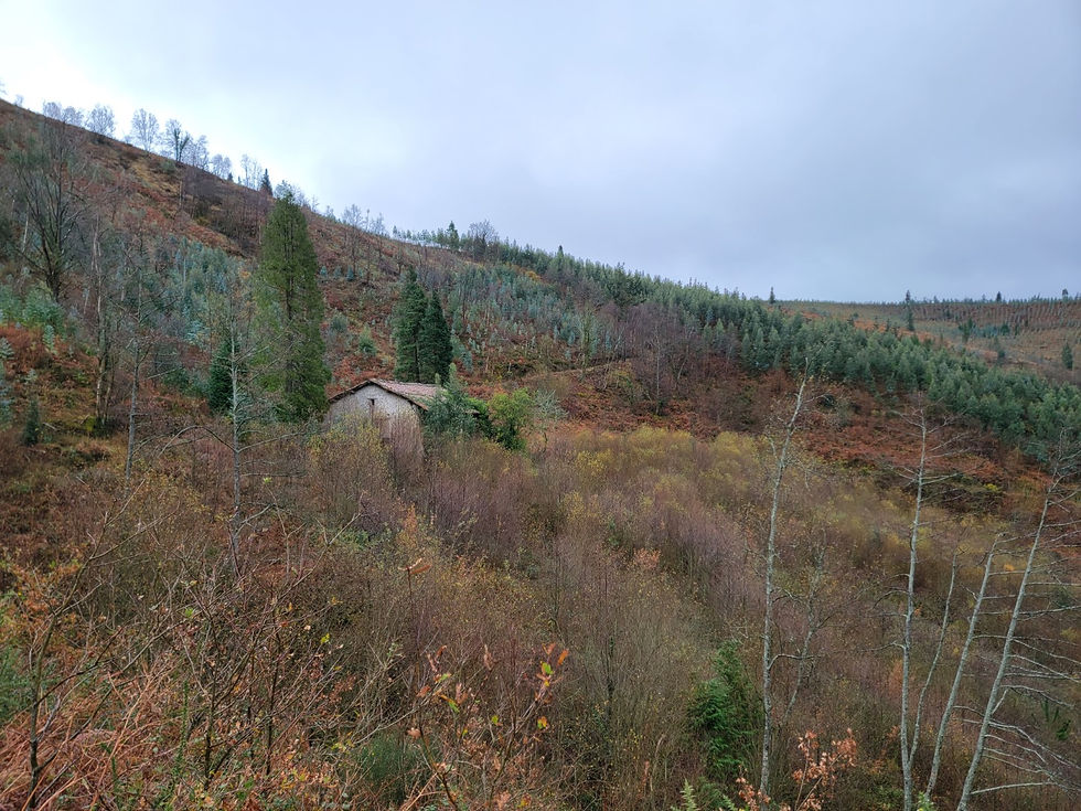 House in woods