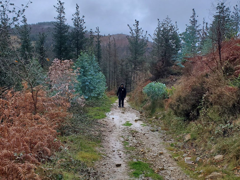 A man hiking in the woods, hiding from the rain