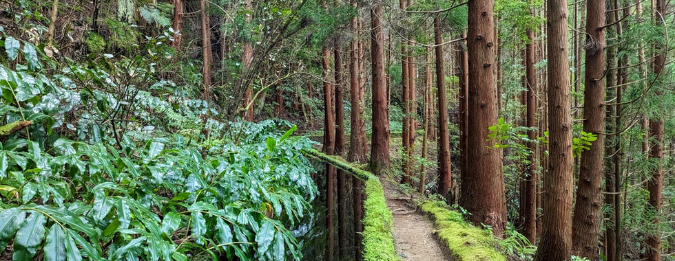 The forest with a water channel