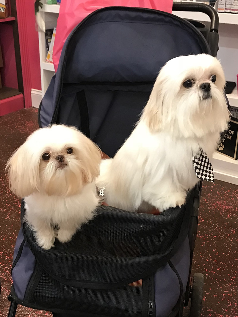 Woof Gang Bakery &amp; Grooming - Pet Grooming, Clearwater