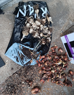 garlic shallots 2022.png