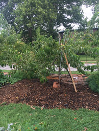 IMG_KPCG2020-peach tree.JPG