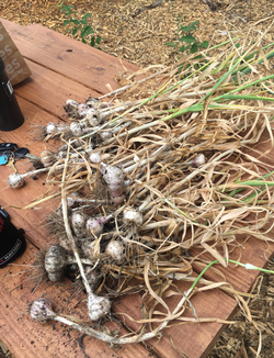 garlic harvest 2022.png