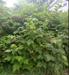 rasp bushes.png