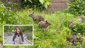 WMBCTV: Twin Capybara Pups Set for Public Debut at Turtle Back Zoo