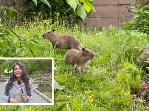 WMBCTV: Twin Capybara Pups Set for Public Debut at Turtle Back Zoo