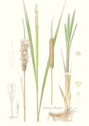 Typha latifolia | Ninamayes