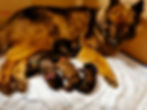 Die Eurasier vom Thayaland
