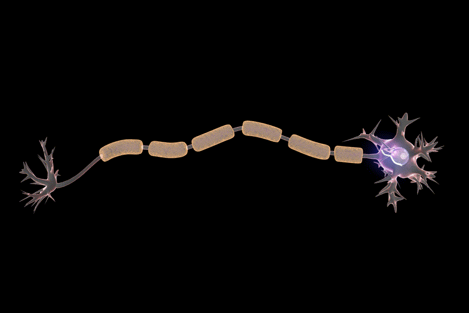 Neuron.gif