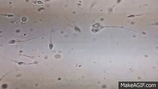 cc3zr2.gif