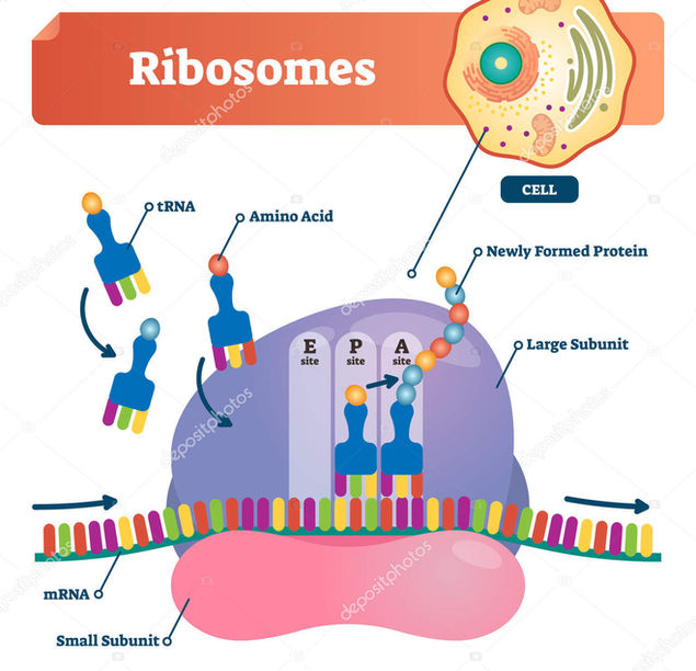 depositphotos_205162178-stock-illustration-ribosomes-vector-illustration-anatomical-and.jpg
