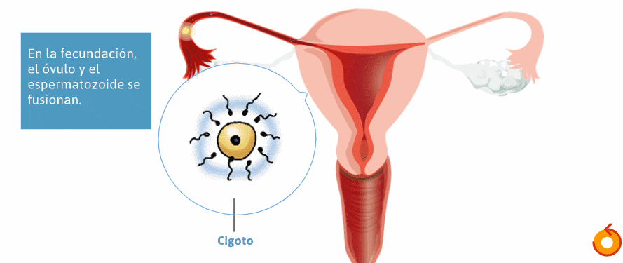 cigoto.gif