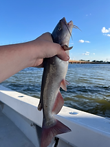 Single Fish with Bridge.heic