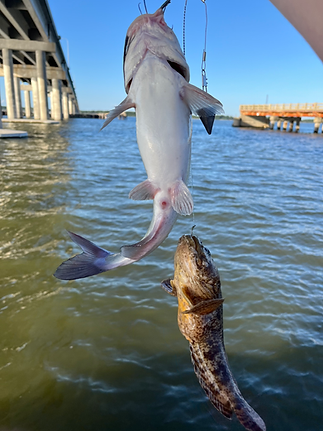 Choptank Fish Double.heic