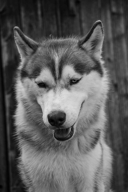 Portrait de chien husky - illustration des partenaires de Bull Ancolie