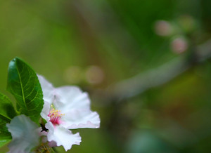 White Blossom 