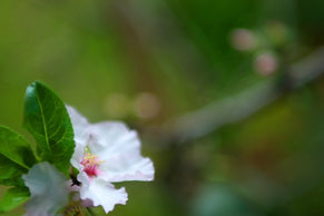 White Blossom