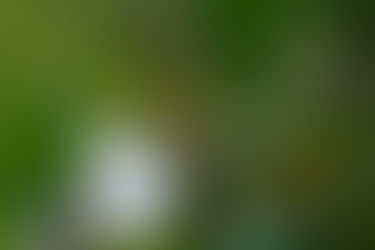 Bachblüten Therapie nach Dr. Bach in der Stadt Bern