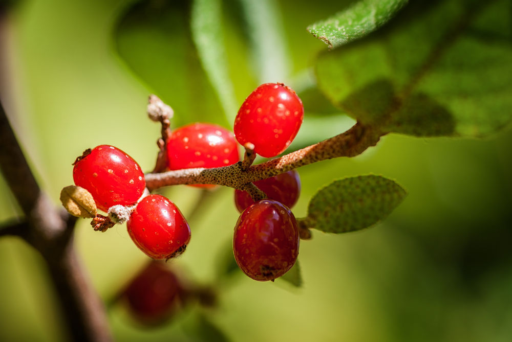 Edible Berries of the Pacific Northwest
