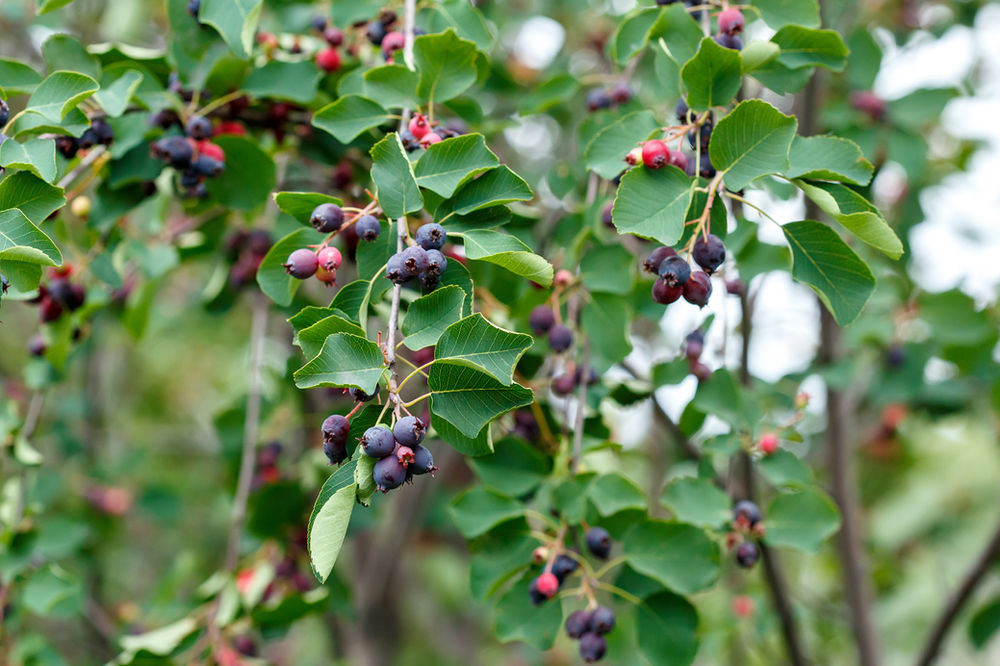 Edible Berries of the Pacific Northwest