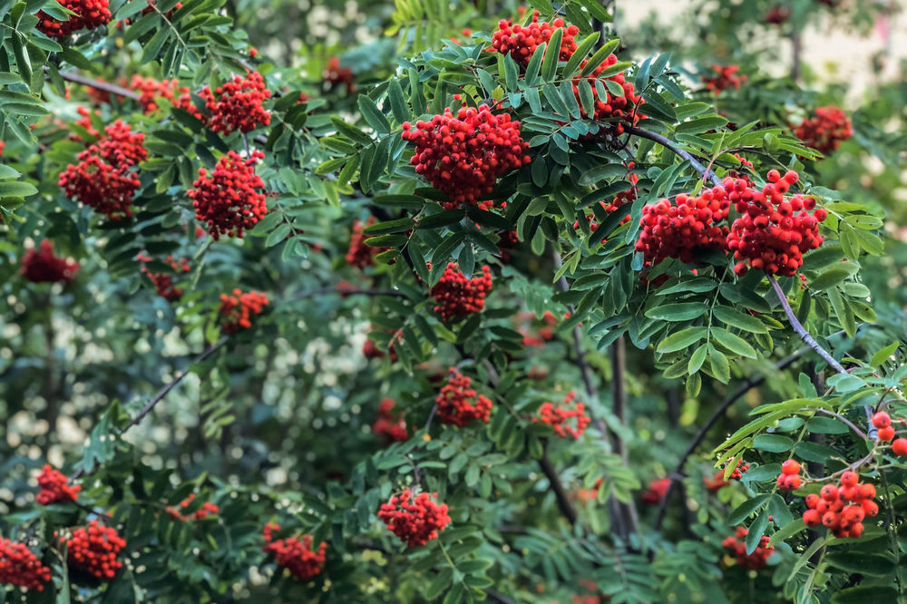 Edible Berries of the Pacific Northwest