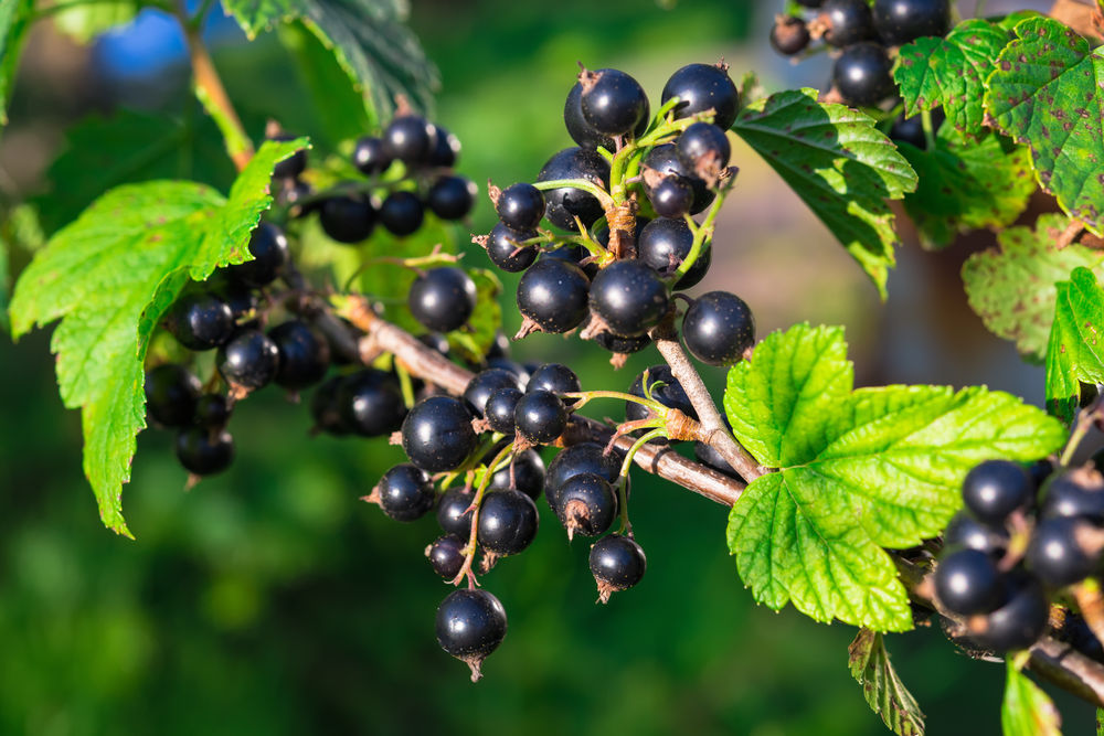 Edible Berries of the Pacific Northwest