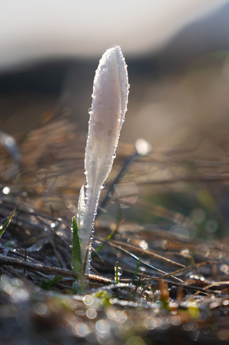 Krokus