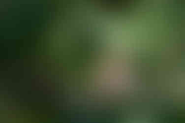 Vogel