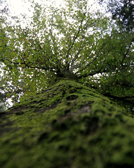Baum