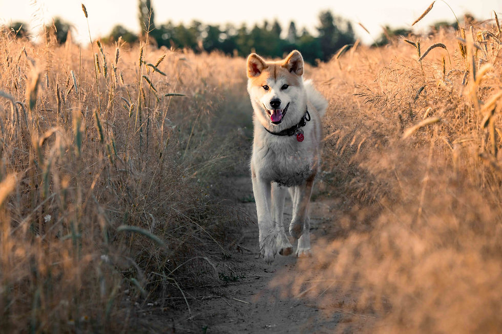 The beautiful Kitana