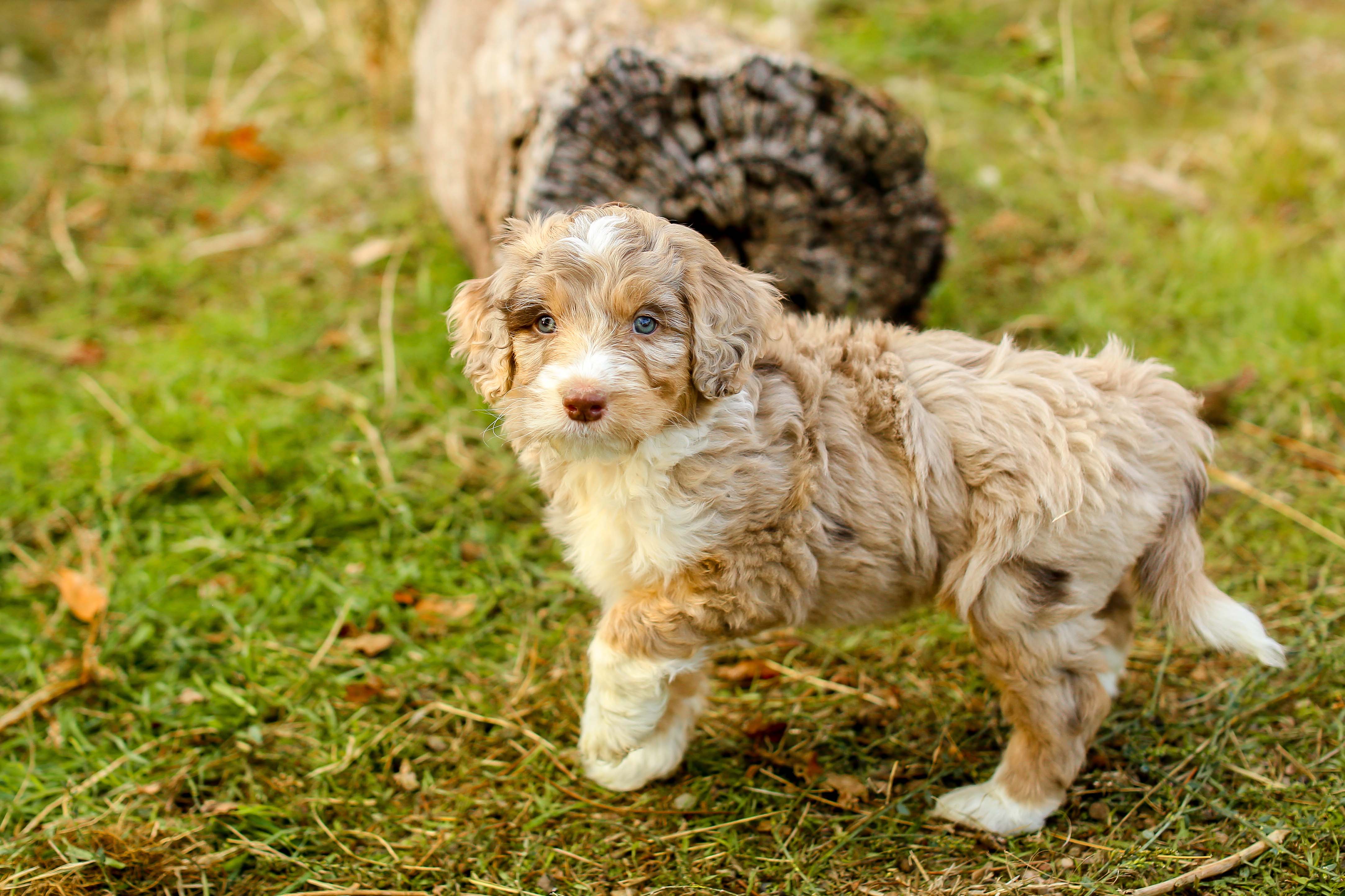 COTTONWOOD CREEK DOODLES | Aussiedoodles & Bernedoodles