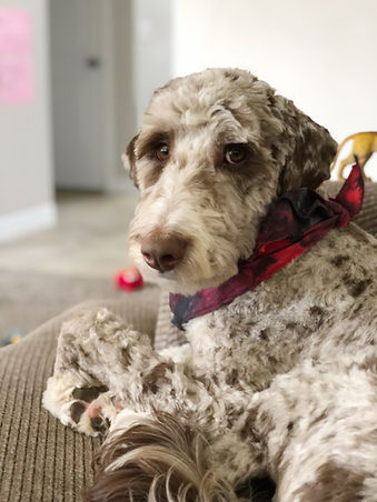 Cottonwood Creek Doodles: Utah Aussiedoodle & Bernedoodle breeder.