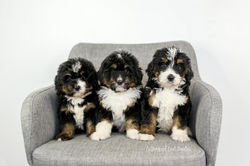 F1 Tricolor Bernedoodle Puppies