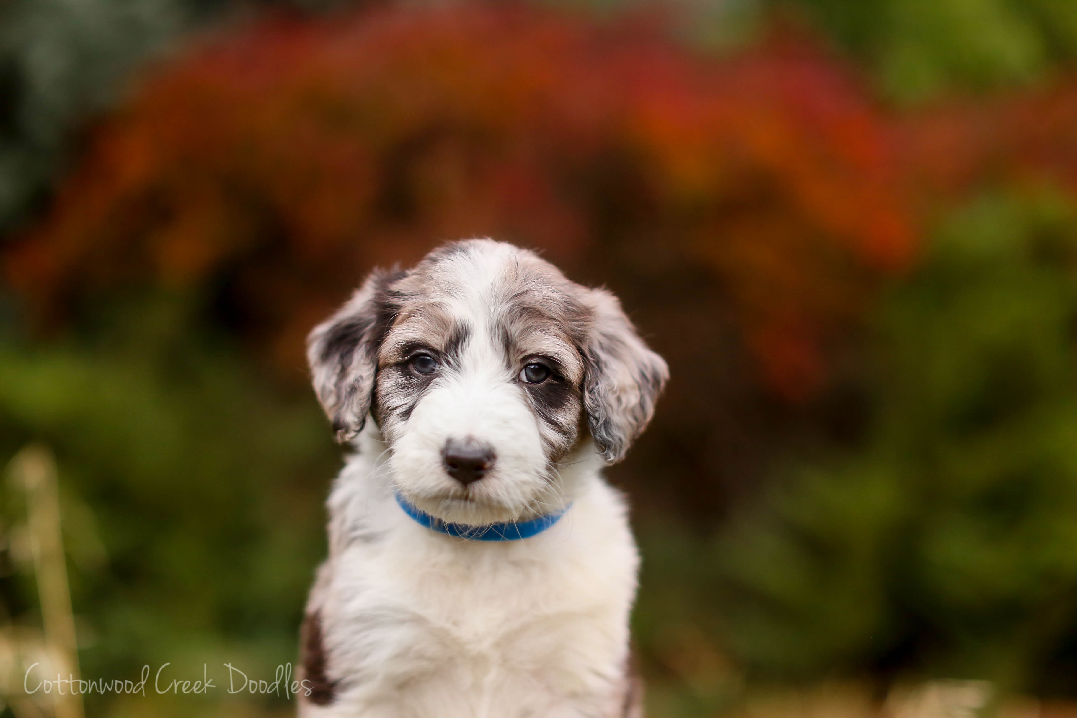 Aussiedoodle Rescue - ca29mv5