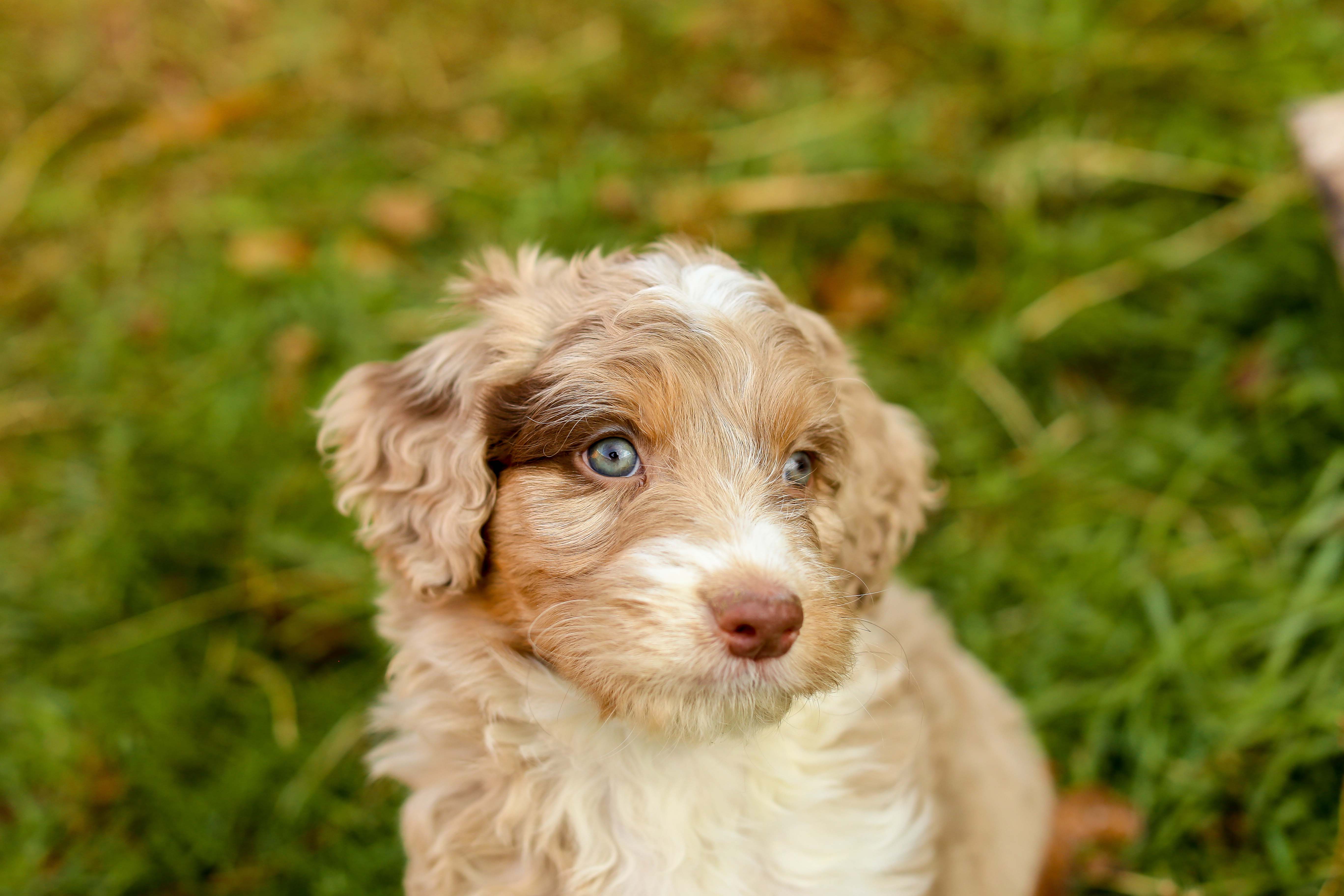 COTTONWOOD CREEK DOODLES Aussiedoodles & Bernedoodles