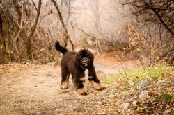 Zoey- F1 Tricolor Bernedoodle