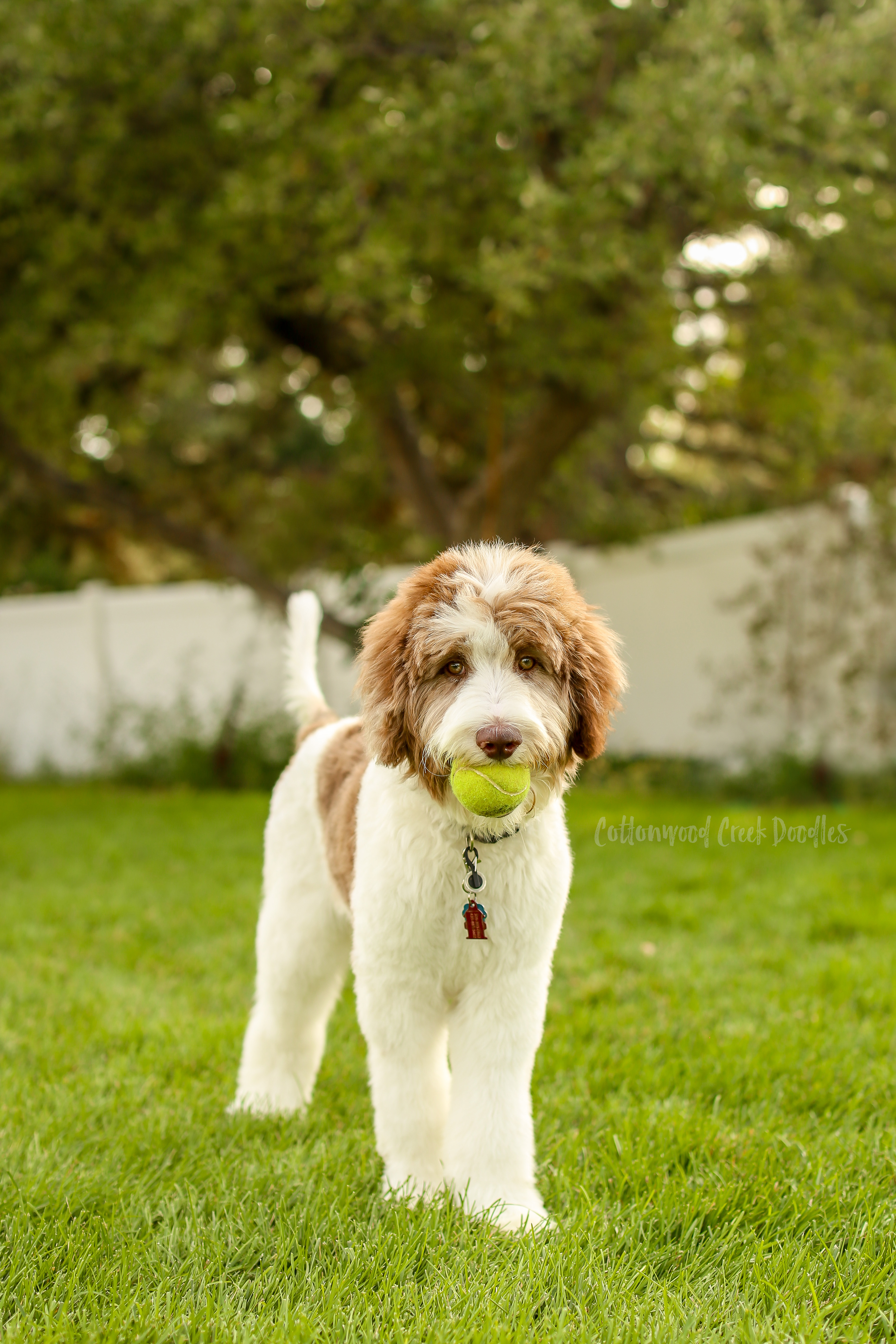 f1bb aussiedoodle