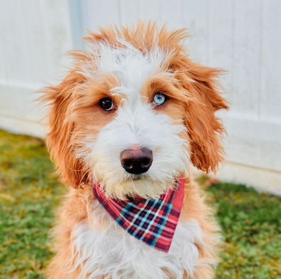 Australian Mountain Doodle (Aussiedoodle x Bernedoodle mix). Australian Mountain Doodle, Aussiedoodle, and Bernedoodle breeder near me. Australian Mountain Doodle puppies for sale near me, Aussiedoodle puppies for sale near me, Bernedoodle puppies for sale near me, hypoallergenic dog breeds, non-shedding dog breeds, best dog breeds for families, best dog breeds for kids, best dog breeds for allergies, best dog breeds for therapy, best dog breeds for service,  Utah dog breeder, Utah Aussiedoodle breeder, Utah Bernedoodle breeder, Utah Australian Mountain Doodle breeder, Utah Doodle breeder, Blue Merle Australian Mountain Doodle, Blue Merle Aussiedoodle, Blue Merle Bernedoodle, Tricolor Austrailan Mountain Doodle, Tricolor Aussiedoodle, Tricolor Bernedoodle, Red Australian Mountain Doodle, Red Aussiedoodle, Red Bernedoodle, Chocolate Tri Australian Mountain Doodle, Chocolate Tri Aussiedoodle, Chocolate Tri Bernedoodle, Chocolate Merle Australian Mountain Doodle, Chocolate Merle Aussiedoodle, Chocolate Merle Bernedoodle, Blue eyed Australian Mountain Doodle, Blue eyed Aussiedoodle, Blue eyed Bernedoodle, Brown eyed Australian Mountain Doodle, Brown eyed Aussiedoodle, Brown eyed Bernedoodle, Australian Mountain Doodle puppies, Aussiedoodle puppies, Bernedoodle puppies. 