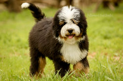 Nash- F1 Tricolor Bernedoodle