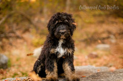 Zoey- F1 Tricolor Bernedoodle