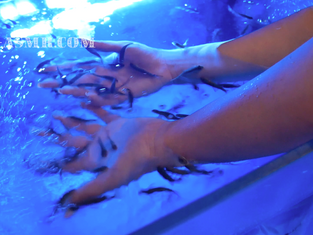 Unusual aquarium (relax version video)