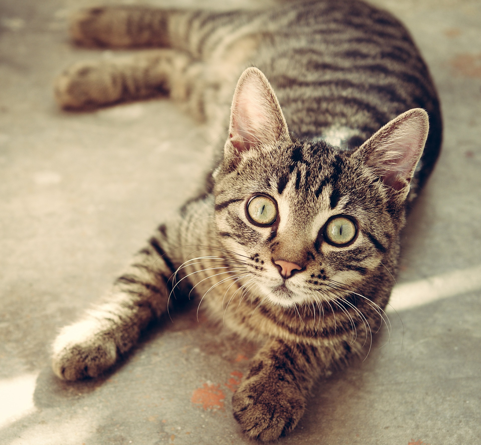 Tracking Lifetime Cat Weight