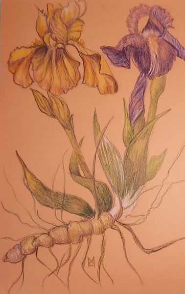 Irises Botanical_edited.jpg