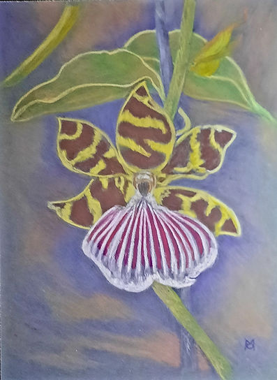 Orchid.jpg