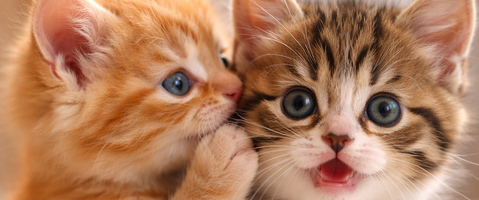 Website Photo of Kitten Telling Secret.PNG
