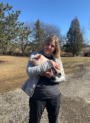 baby mini pig