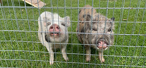 baby mini juliana piglets