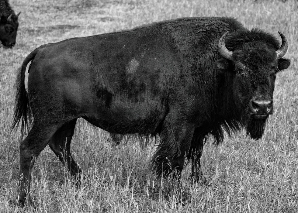 Grand Tetons Bison