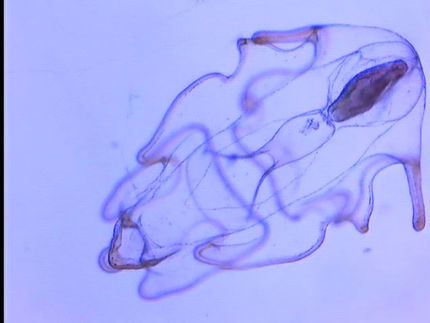 The blob
