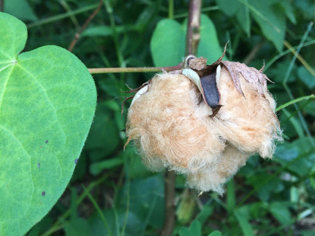 Brown Cotton?
